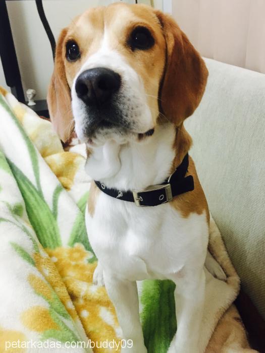 buddy Erkek Beagle