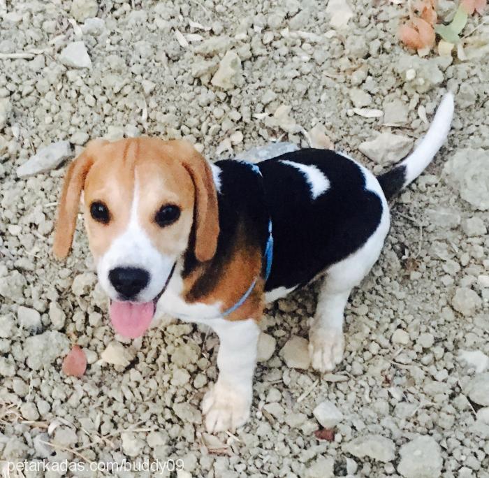 buddy Erkek Beagle