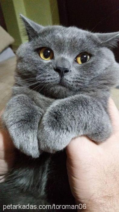 toroman Erkek British Shorthair