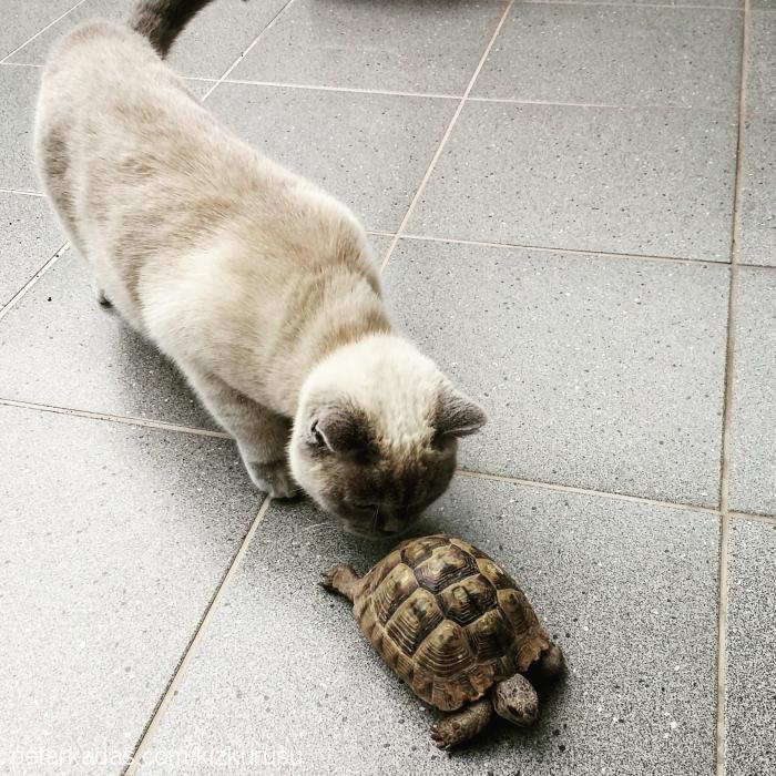 Çakil Dişi British Shorthair