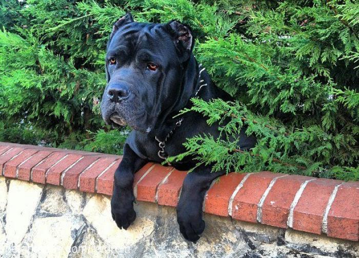 carlos Erkek Cane Corso Italiano