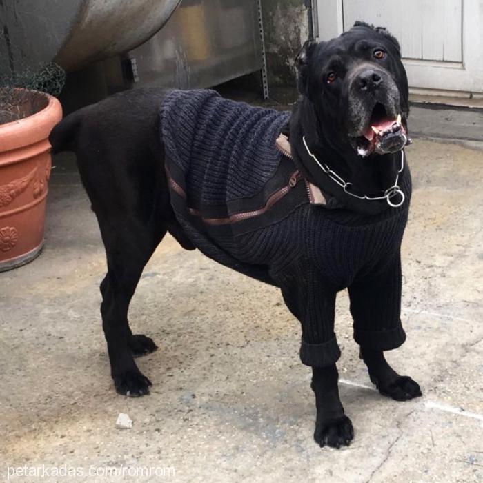 carlos Erkek Cane Corso Italiano