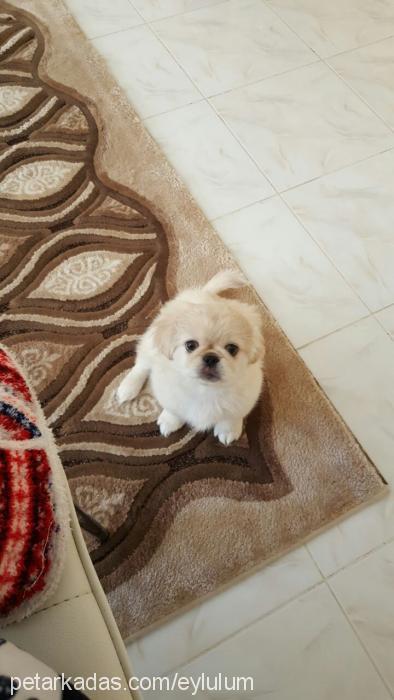 eylül Dişi Pekingese