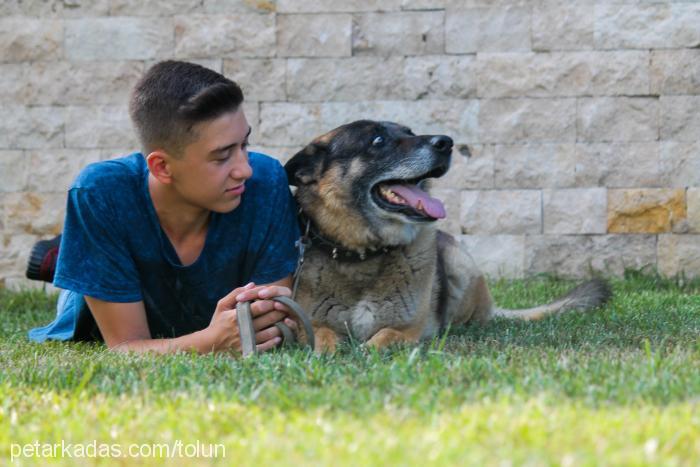 nando Erkek Alman Çoban Köpeği