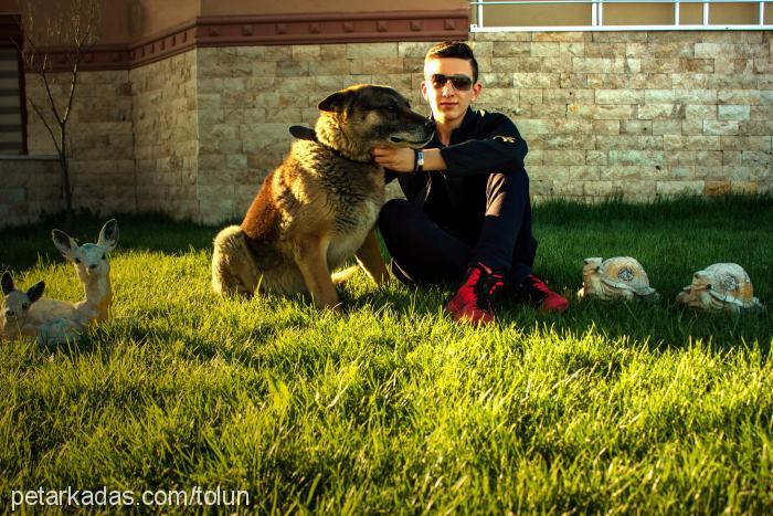 nando Erkek Alman Çoban Köpeği