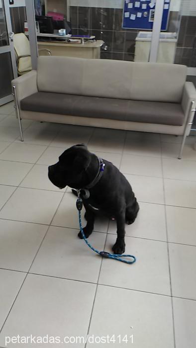 corteks Erkek Cane Corso Italiano