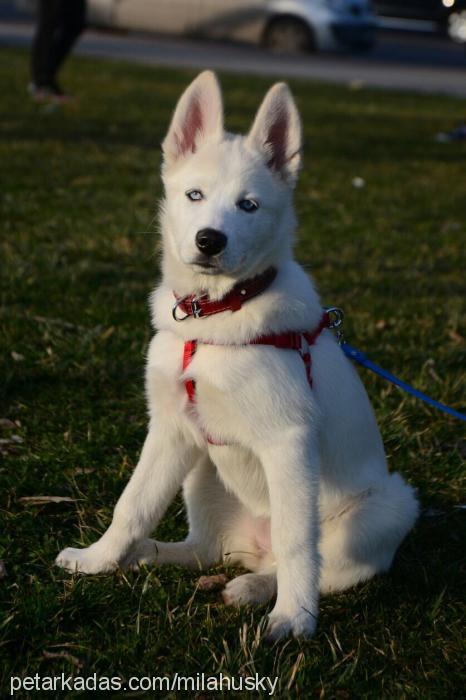 mila Dişi Sibirya Kurdu (Husky)