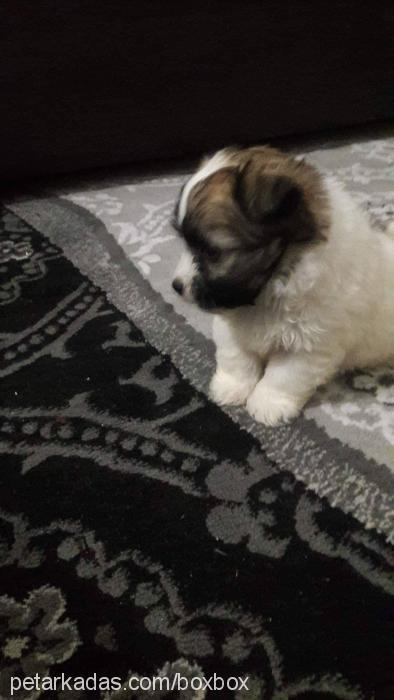 fabri Erkek Shih-Tzu