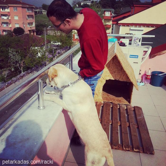 badem Dişi Labrador Retriever