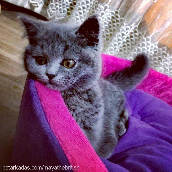 maya Dişi British Shorthair