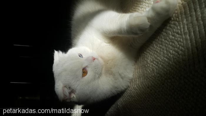 snow Erkek Scottish Fold