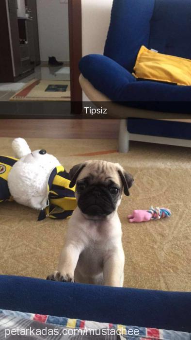 kamil Erkek Pug