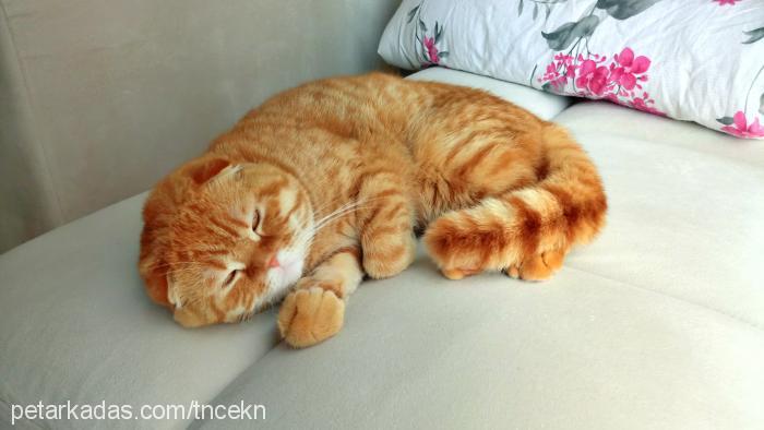 tarçın Erkek Scottish Fold