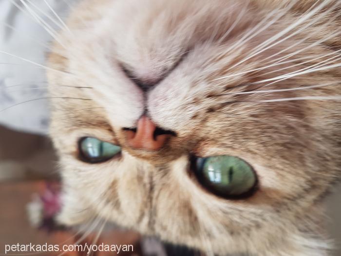 yoda Erkek Exotic Shorthair