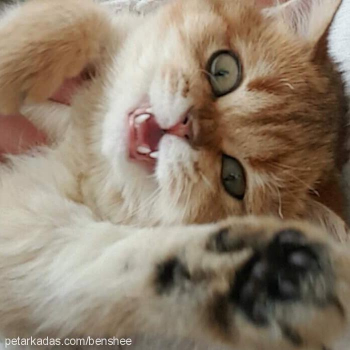 pera Dişi Scottish Fold