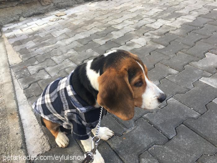 snow Erkek Beagle