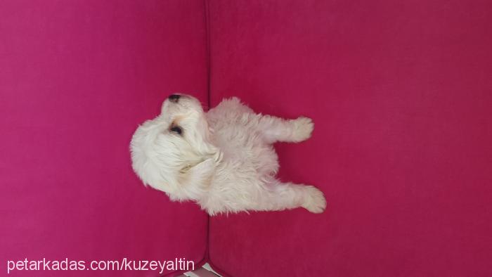 yasin Erkek West Highland White Terrier