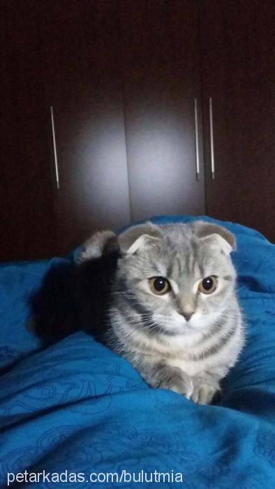 bulutmia Dişi Scottish Fold