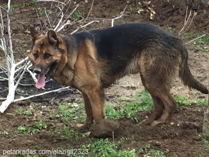 raki Erkek Alman Çoban Köpeği