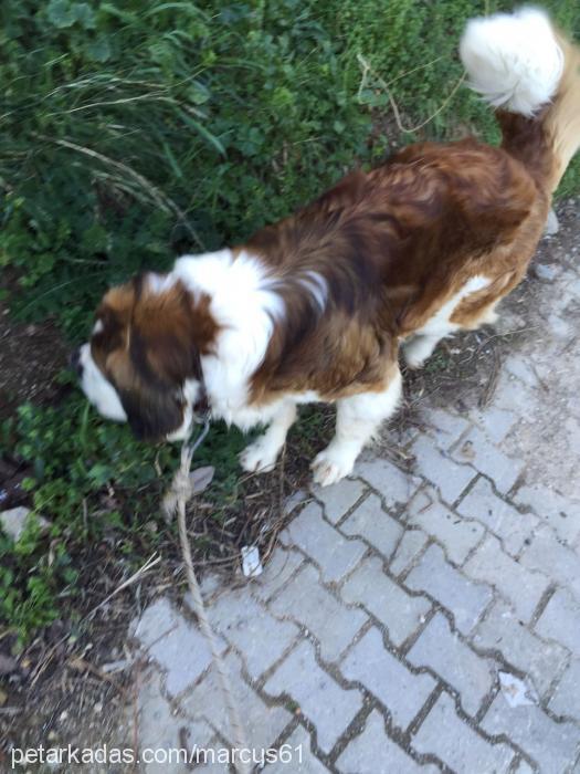 marcus Erkek St. Bernard (Saint Bernard)