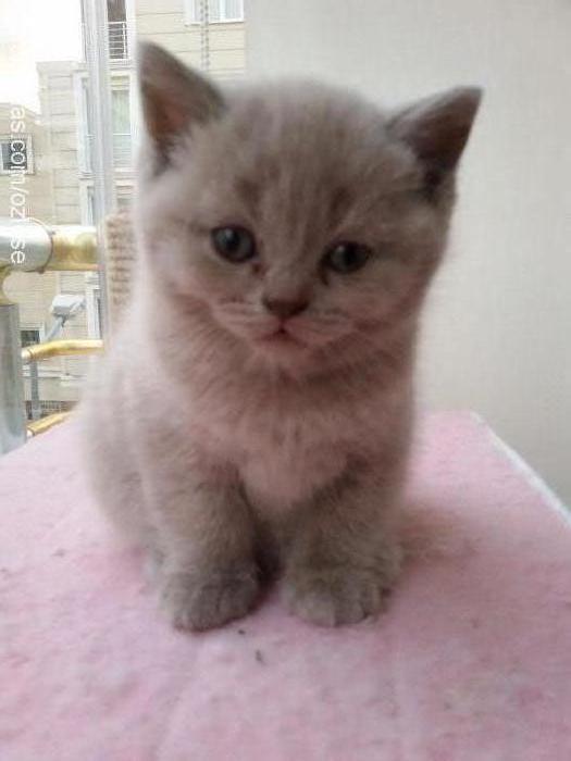 naz Dişi British Shorthair