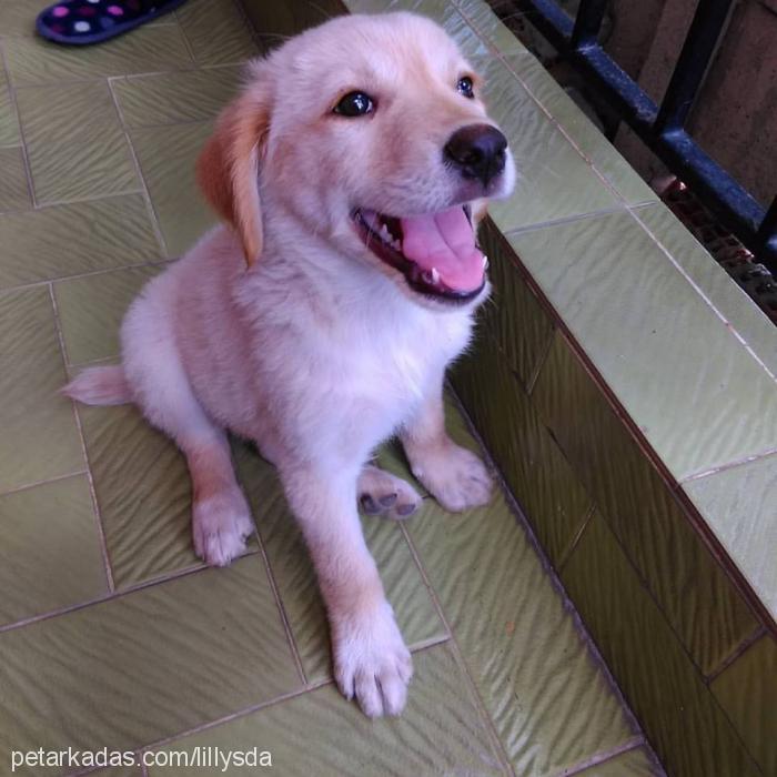 lİlyy Dişi Golden Retriever