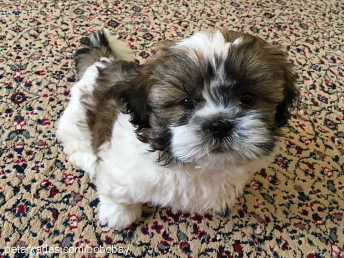 bobo Erkek Shih-Tzu