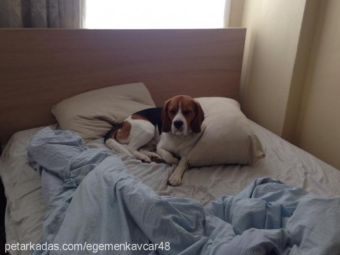 louis Erkek Beagle