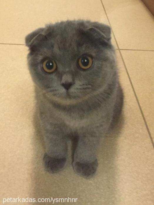 padme Dişi Scottish Fold