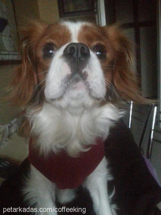 coffee Erkek Cavalier King Charles Spanieli