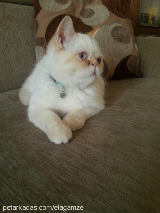 cesur Erkek Exotic Shorthair