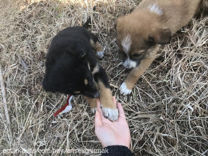 bıdık Erkek Bernese Dağ Köpeği