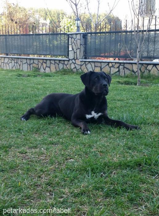 label Dişi Cane Corso Italiano