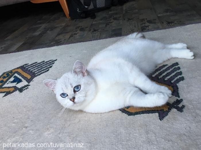 milka Dişi British Shorthair