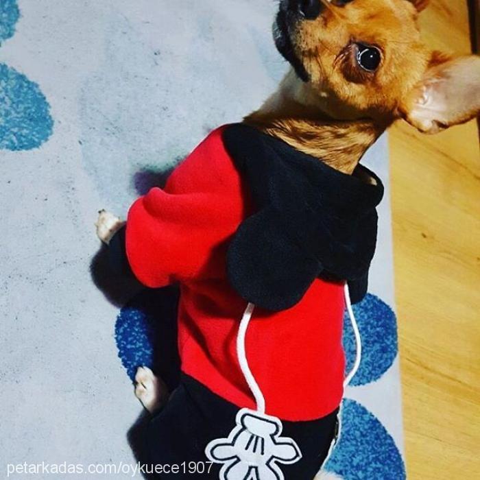 mia Dişi Minyatür Pinscher