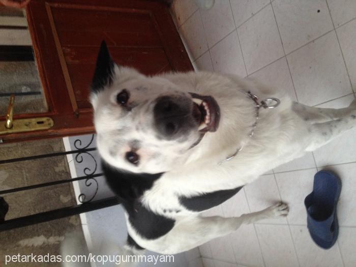 köpük Dişi Border Collie