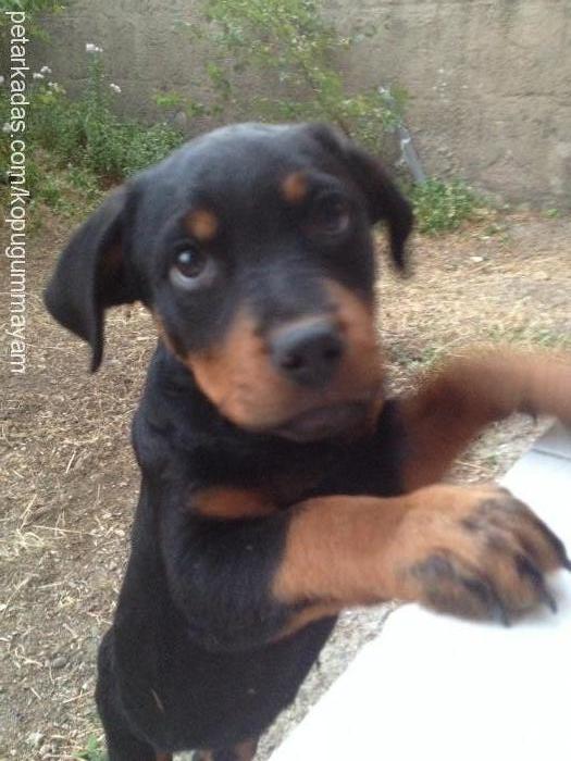 maya Dişi Rottweiler