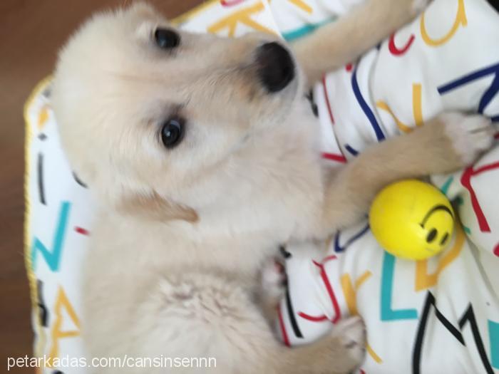 bıdık Dişi Golden Retriever