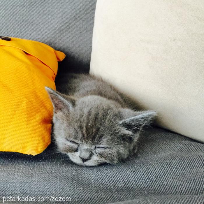 zozo Dişi British Shorthair