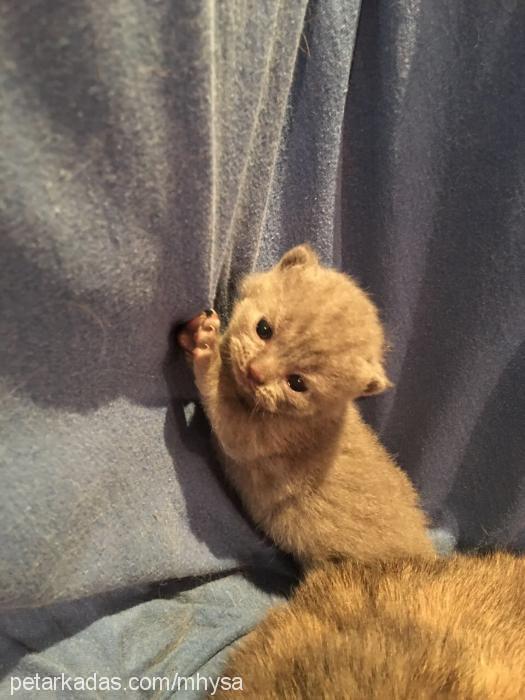 mhysa Dişi British Shorthair