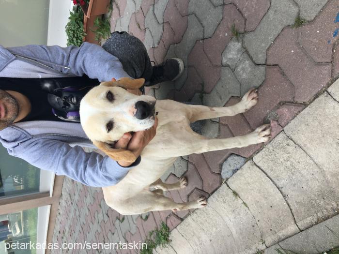 kulak Dişi Golden Retriever