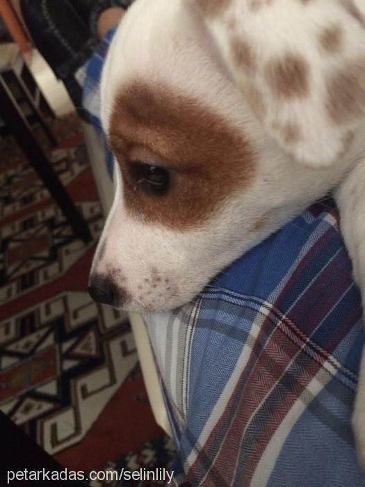 lily Dişi Jack Russell Terrier