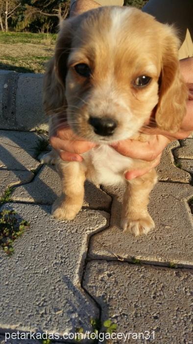 bella Dişi Amerikan Cocker Spaniel