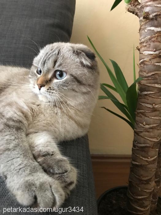 shiva Dişi Scottish Fold