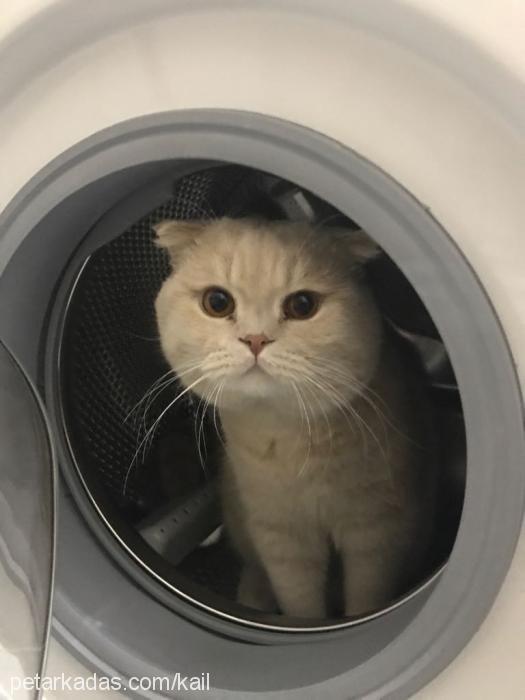 ginger Erkek Scottish Fold