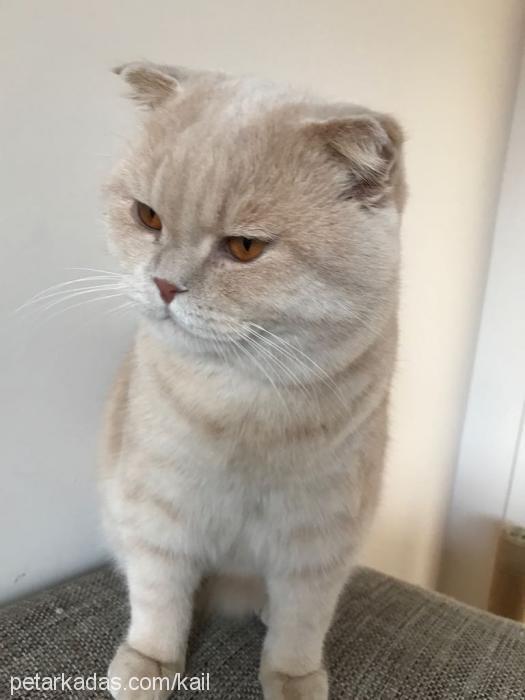 ginger Erkek Scottish Fold