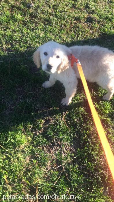 wolk Dişi Golden Retriever