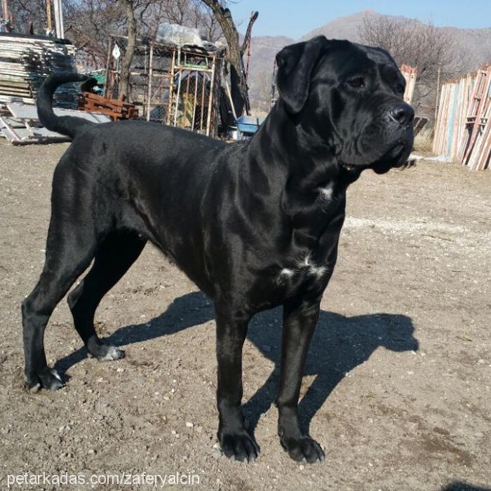 badem Dişi Cane Corso Italiano