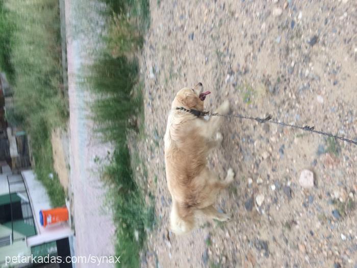 paşa Erkek Golden Retriever