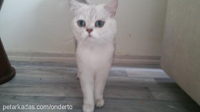 yakışıklıtommy Erkek British Shorthair